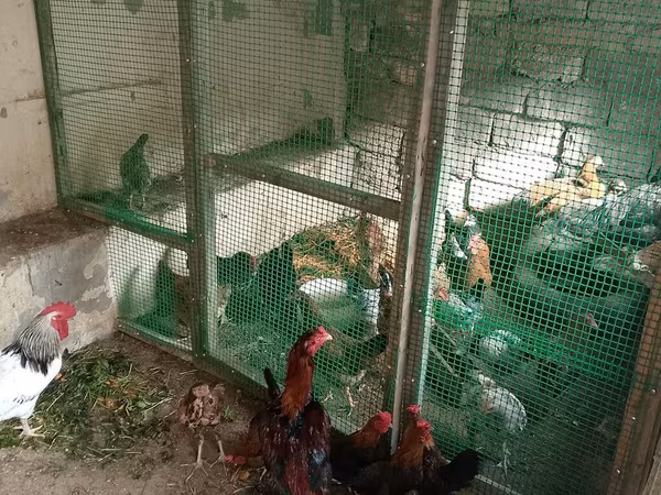 Yapon Bantam