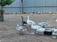 Geese — photo 1