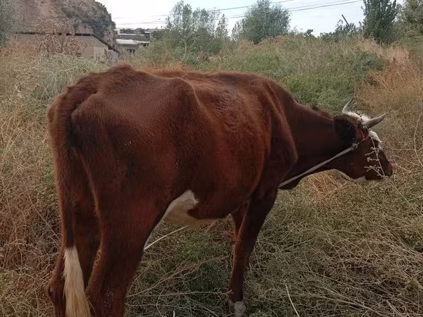 Krowa, Bydło