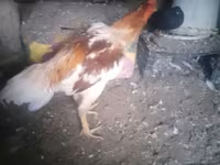 Chickens — photo 5