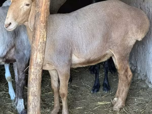 Qoyun, Arashan sheep