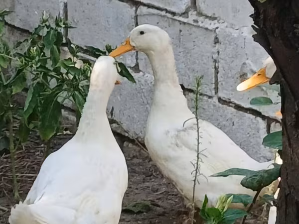 Alman Pekin — Azərbaycan