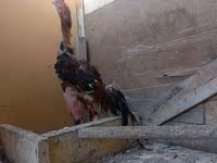 أولد إنغليش غيم — الصورة 2