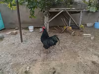 Chickens — الصورة 4