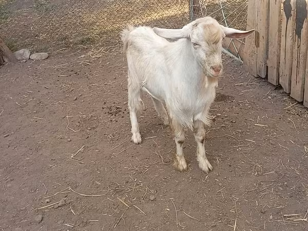 Billy Goat, Saanen goat