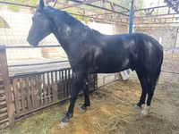 Koń, Friesian sport horse — zdjęcie 1