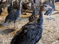 Guinea fowl — photo 5