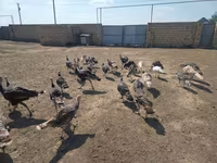 Turkeys — फ़ोटो 2
