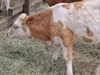Byk, Simmental cattle — zdjęcie 4