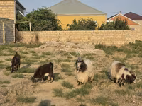 Goat, Goats — photo 8