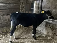 Qoramol (partiya, jinsi ko‘rsatilmagan), Russian Black pied cattle — 1-rasm