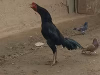 Chickens — الصورة 3