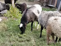 Schaf, Romanov sheep — Foto 6