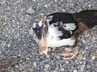 Domestic Muscovy — photo 8
