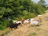 Goat, Goats — photo 3