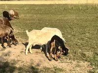 母山羊, Nubian Goat — 照片 7