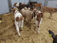 母牛, Simmental cattle — 照片 4