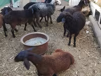 Beran, Arabi sheep — foto 4