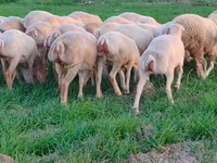 Sheep, Sheep — photo 3