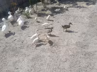 Ducks — photo 2