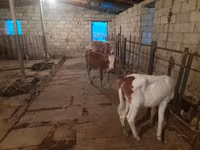 Buğa, Mal-qara — foto 1