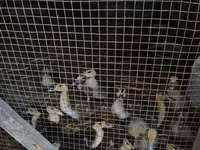Domestic Muscovy — photo 1