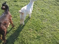 Billy Goat, Goats — photo 4