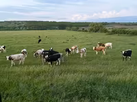 İnək, Russian Black pied cattle — foto 3