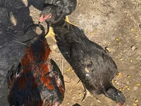 Chickens — photo 1