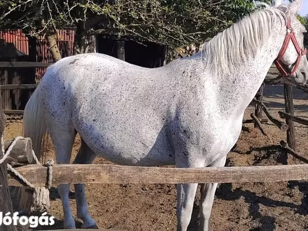 母马, Lipizzaner