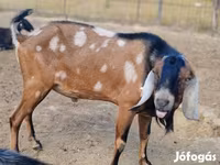 Koza, Nubian Goat — foto 3
