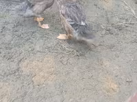 Ducks — Foto 3