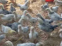 Chickens — photo 4