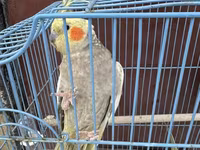 Nimfa (Cockatiel) cütlüyü + qəfəs - Növ: Nimfa papağanı (Cockatiel) — 照片 4