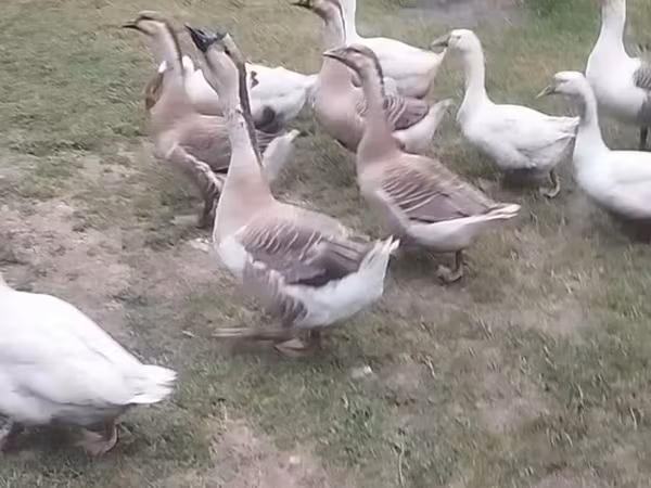 Geese — Azərbaycan