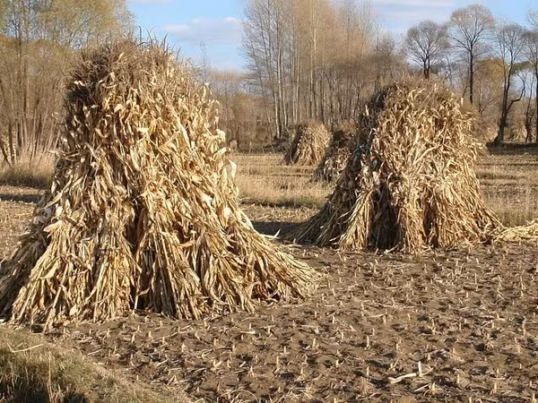 Продаю Кукурузные стебли (сушёная ботва кукурузы) Бакал сатам 2000сом