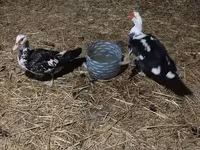 Alman Pekin — foto 1