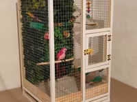 Papuqay,dovşan,hamster,şinşila,bildirçin,cücə,xamyak,pişik,quş,tısbağa — foto 2