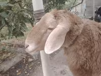 Qoyunlar (partiya, cinsi göstərilməyib), Arashan sheep — foto 2