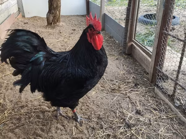 Australorp — Azerbaijan