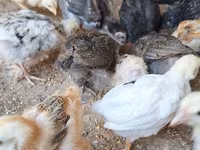 Chickens — photo 3