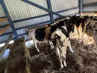 أبقار (دفعة، الجنس غير محدد), Russian Black pied cattle — الصورة 1