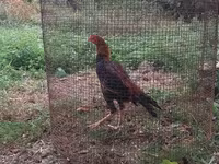 Chickens — 照片 2