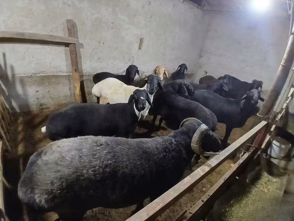Баран, Вівці
