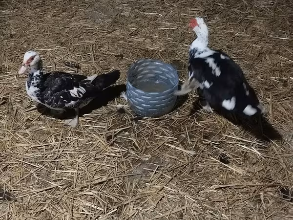 Alman Pekin — Azərbaycan