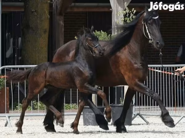 Cavalo, Friesian