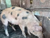 Boar, Глостерская пятнистая — photo 1
