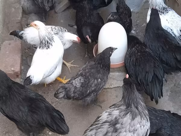 Australian Pit Game fowl — Azerbaijan