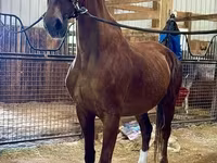 घोड़ी, Dutch warmblood horse — फ़ोटो 3