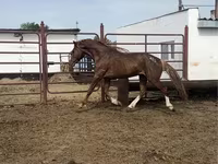 Horse (M), Arabian horse — photo 4